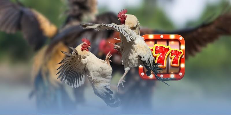 Gà đá cựa sắt - Đam mê và nghệ thuật nuôi dưỡng