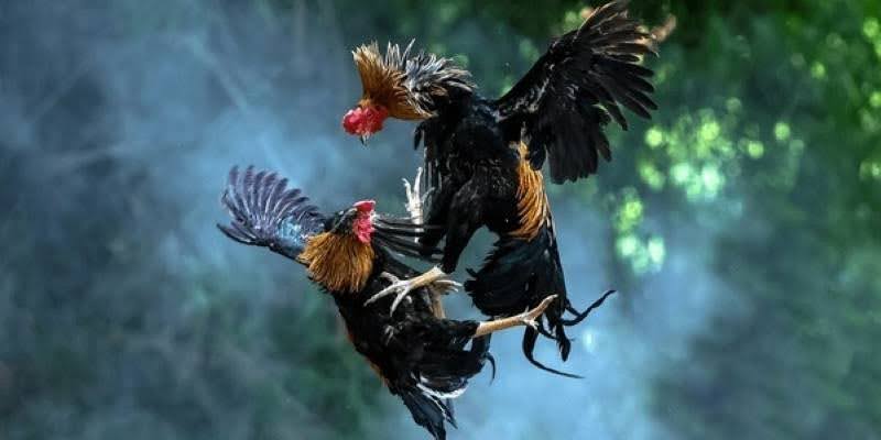 Khám Phá Thế Giới Đầy Màu Sắc Của Gà Chiến - Vẻ Đẹp Không Thể Bỏ Lỡ